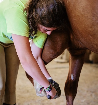 Equestrian-Summer-camps.jpg