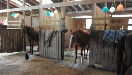 SMA Horses' Stable.