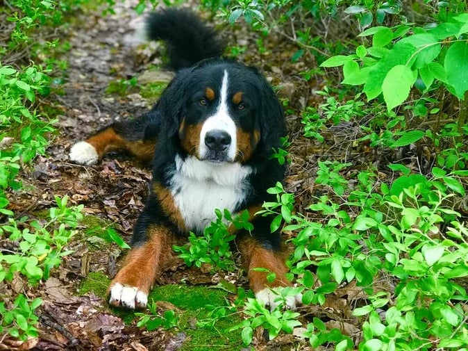 A picture of a dog at the camp