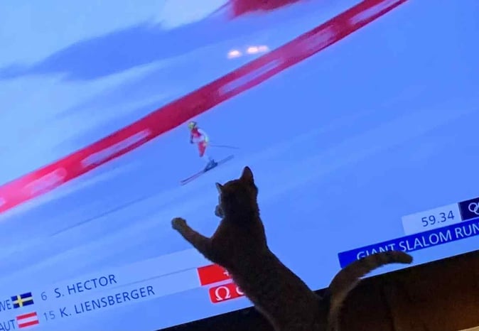 Picture of our new kitten reacting to the object on the TV screen
