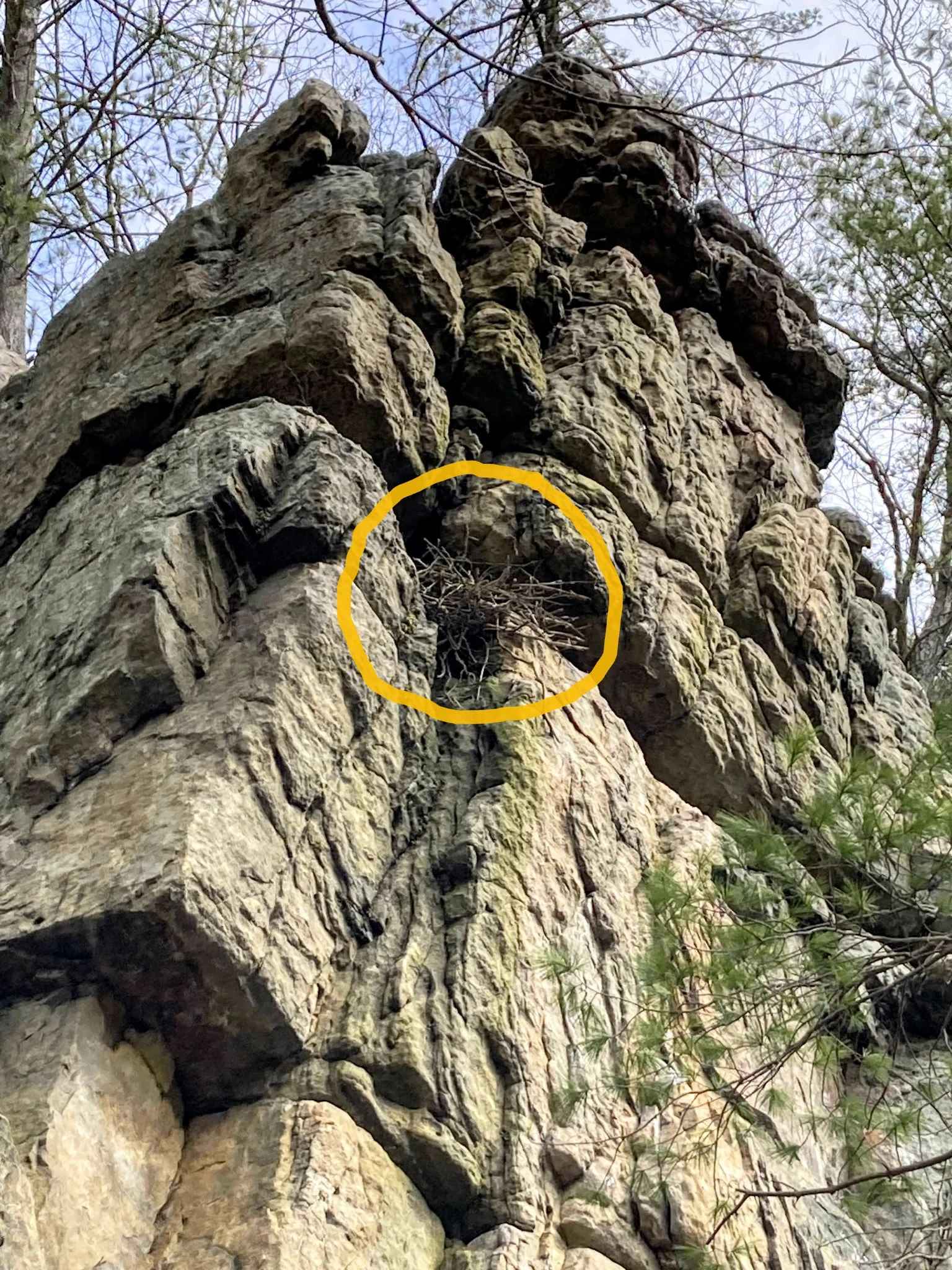 Picture of a Raven's nest