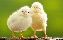 Picture of 2 chicks 