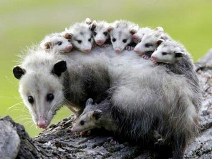 Picture of a Possum